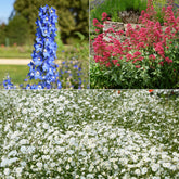 Stauden-Kollektion für naturnahe Beete (x11)
