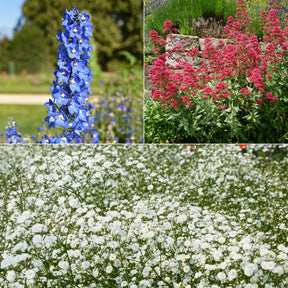 Stauden-Kollektion für naturnahe Beete (x11)