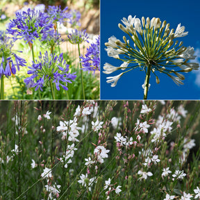 Stauden-Kollektion für Garten & Topf (x7)