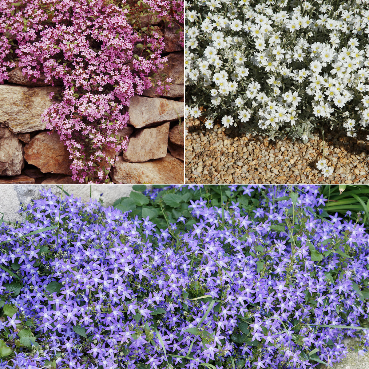 Sammlung von kriechenden und bodenbedeckenden Stauden (x13) - Saponaria ocymoïdes, Cerastium tomentosum, Campanula poscharskyana