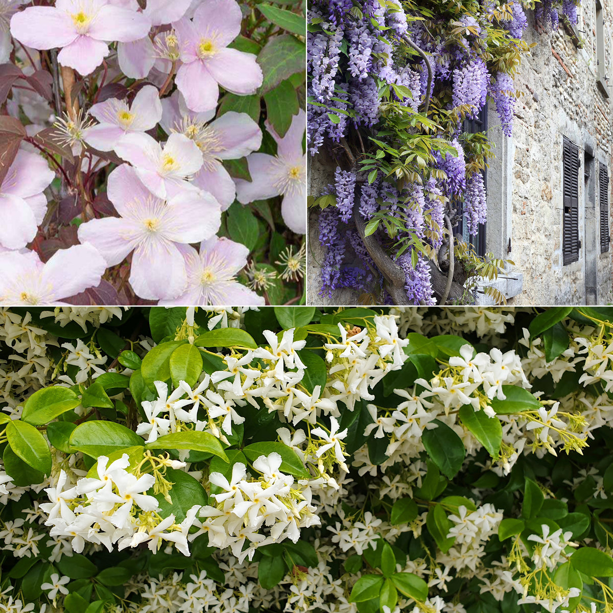 Sammlung reichblühender Kletterpflanzen (x3) - Clematis montana Mayleen , Trachelospermum jasminoides, Wisteria frutescens Amethyst Falls