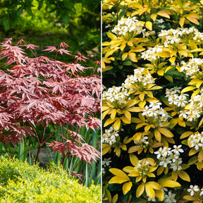 Sträucher-Kollektion Fächerahorn purpur & Gold-Orangenblume (x2) - Willemse