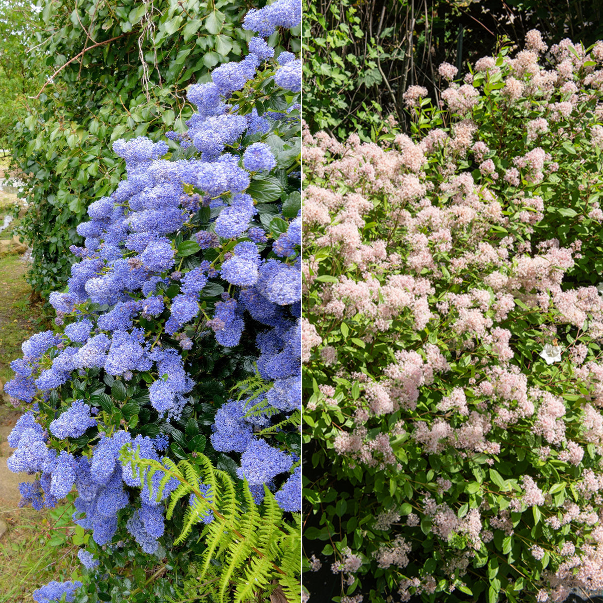 Ceanothus-Sammlung (x2)