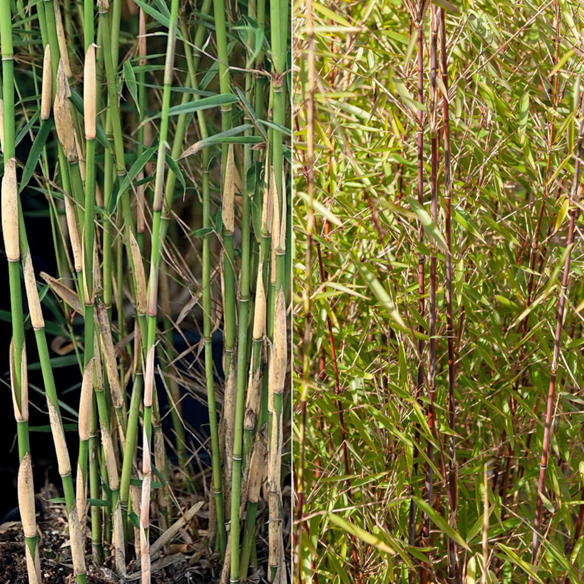 Nicht-ausläuferbildender Bambus Kollektion (x2)