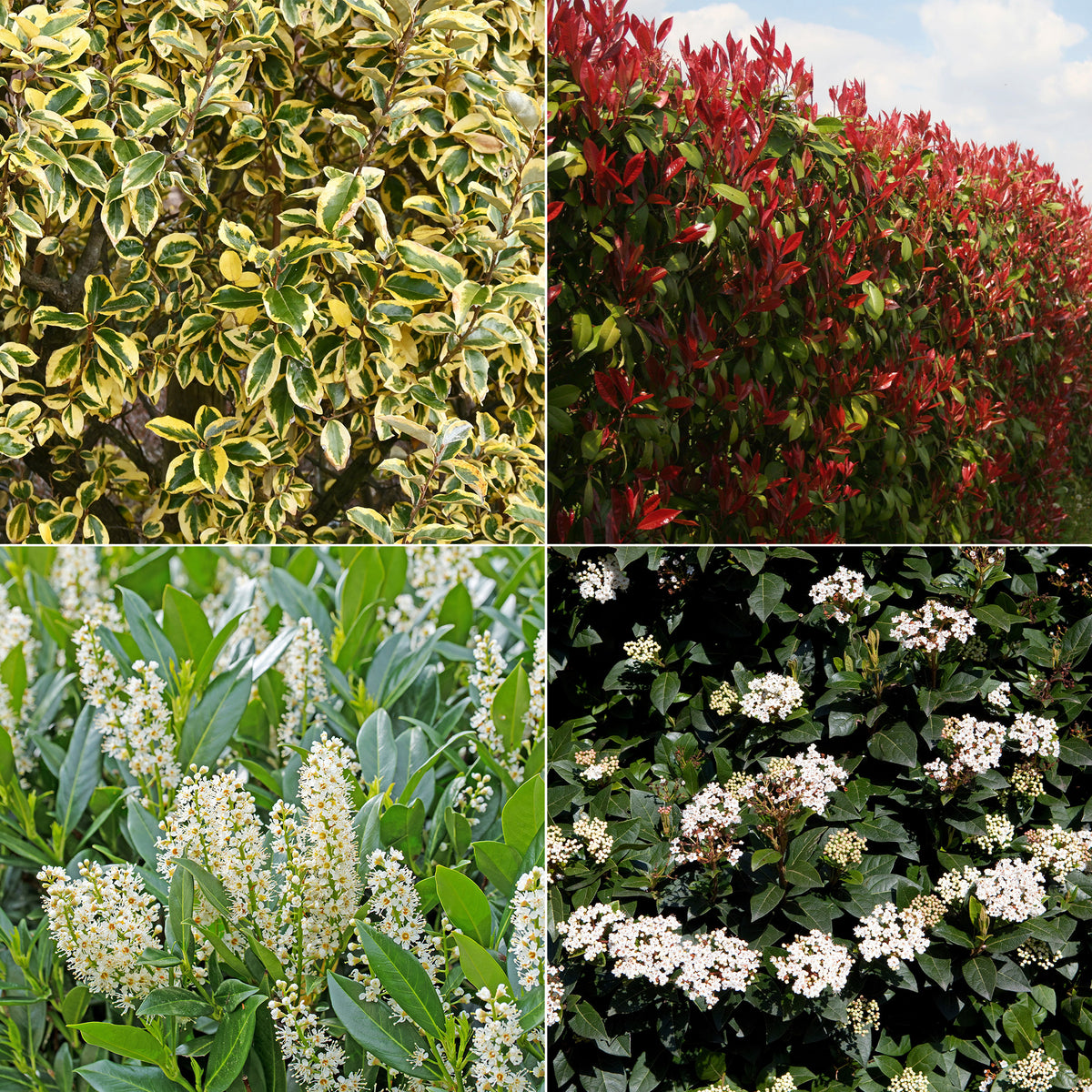 Immergrüne Hecke (x4) - Eleagnus pungens Maculata, Photinia fraseri Red Robin, Prunus laurocerasus Etna, Viburnum tinus