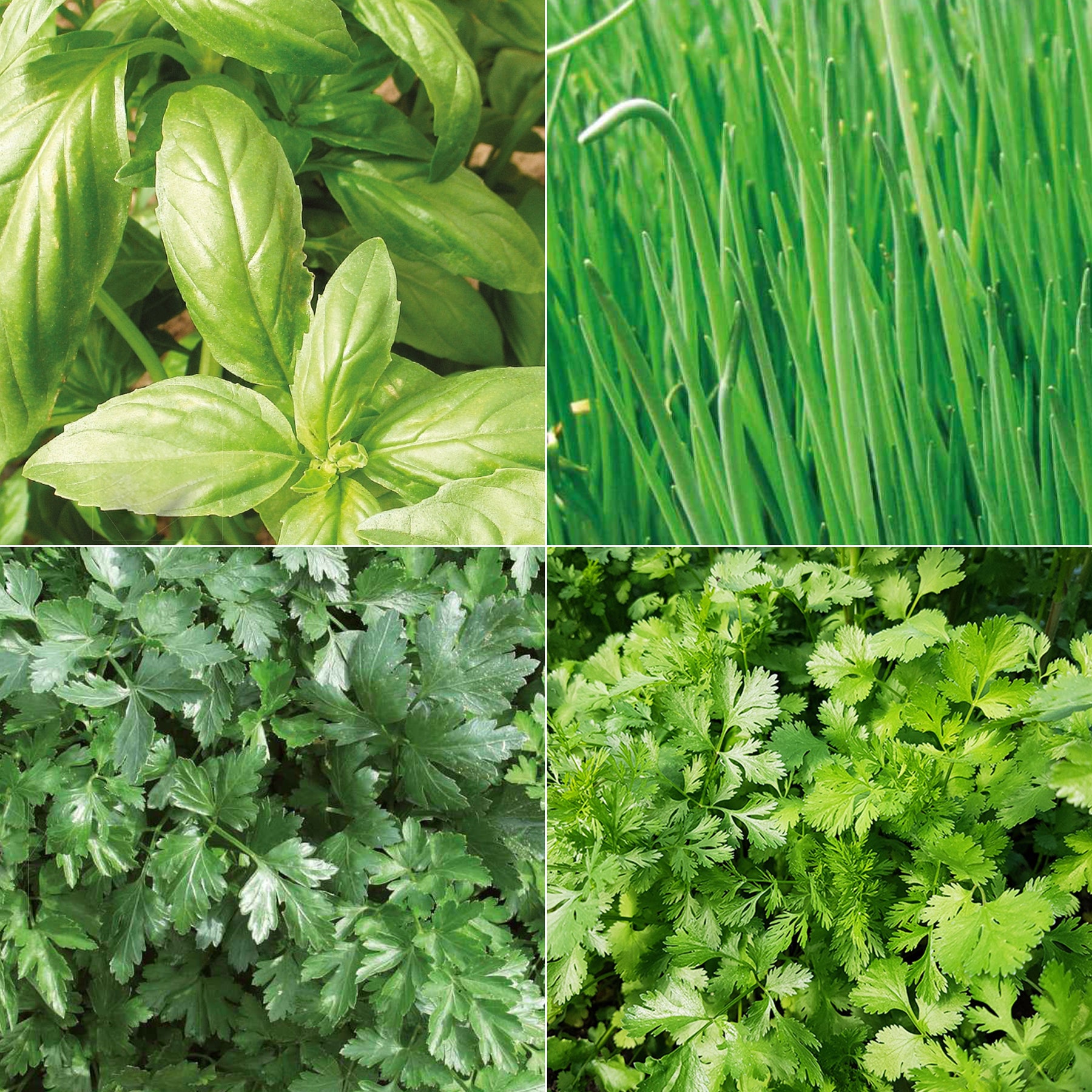 Sammlung von Bio-Aromaten