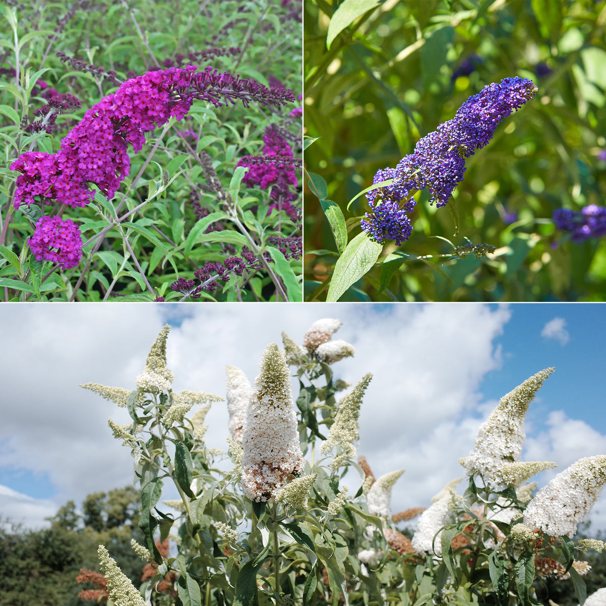 Schmetterlingsflieder Mischung 'Royal Red' + 'White Profusion' + 'Empire Blue' - Buddleja davidii Royal Red, White Profusion, Empire Blue - Schmetterlingsbäume -Buddleja