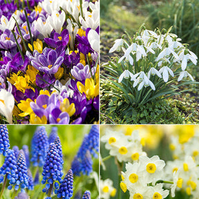 Narcissus, Tulipa, Crocus, Allium, Muscari, Anemone, Galanthus - Blumenzwiebel-Mischung 'Running Wild' (x100) - Pakete mit Blumenzwiebeln