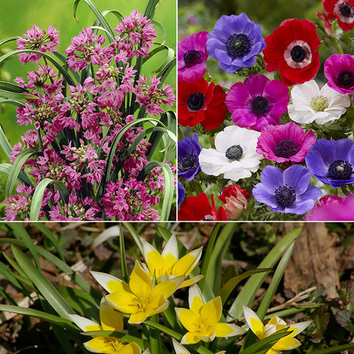 Blumenzwiebel-Mischung 'Running Wild' (x100) - Willemse