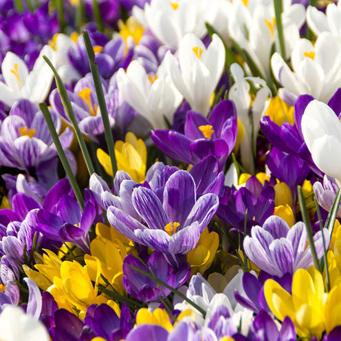 Wildwachsende Blumenzwiebeln-Mischung (x100) - Narcissus, Tulipa, Crocus, Allium, Muscari, Anemone, Galanthus - Willemse