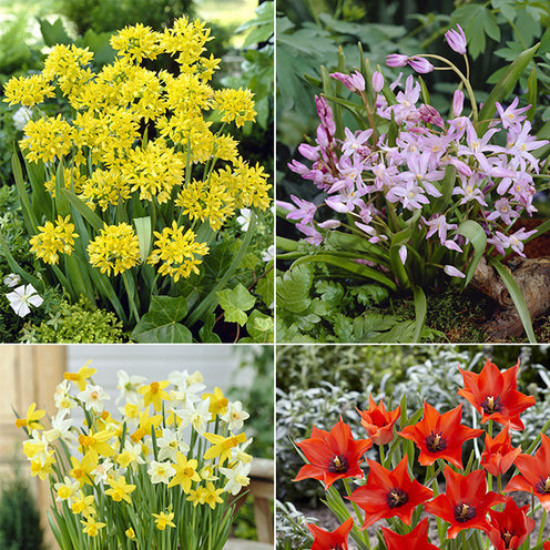 Blumenzwiebeln für 6 Monate Blütenpracht-Mischung (x100) - Willemse