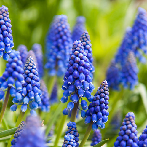 Blumenzwiebeln für 6 Monate Blütenpracht-Mischung (x100) - Pakete mit Blumenzwiebeln - Willemse