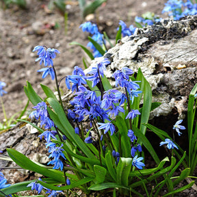 Blumenzwiebeln-Mischung ‘Butterfly Food’ (x70)