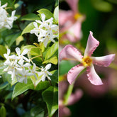 Sternjasmin rosa und weiß (x2)