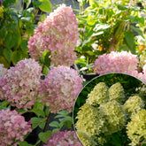 Rispenhortensie Magical® Candle