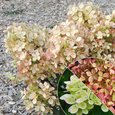Rispenhortensie ‘Pastelgreen’®