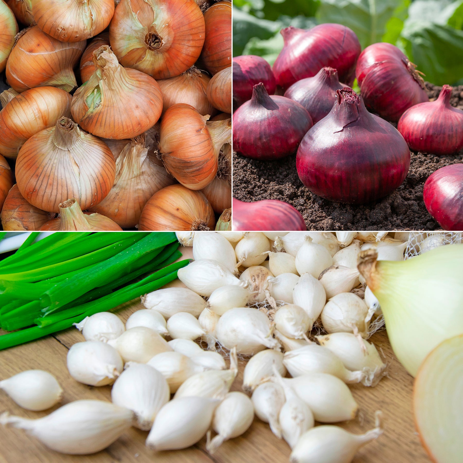 Zwiebel-Kollektion ‘Snowball’, ‘Stuttgart’, ‘Brunswick’ (x3) - Willemse