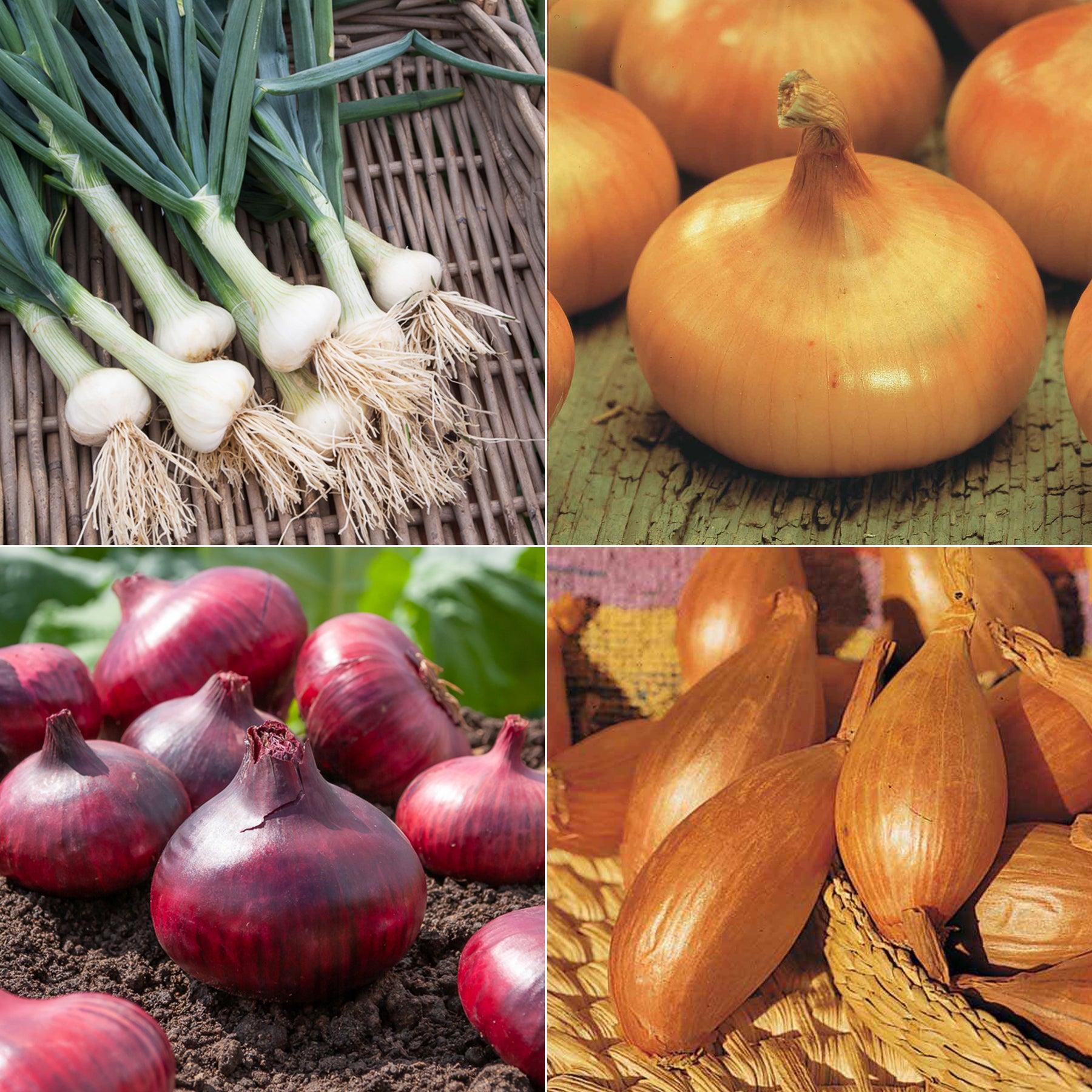 Zwiebel-Kollektion (x4)
