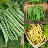 Buschbohnen-Kollektion