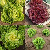 Salat-Kollektion ‘7 Monate’