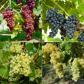 Weinreben-Kollektion (x4)