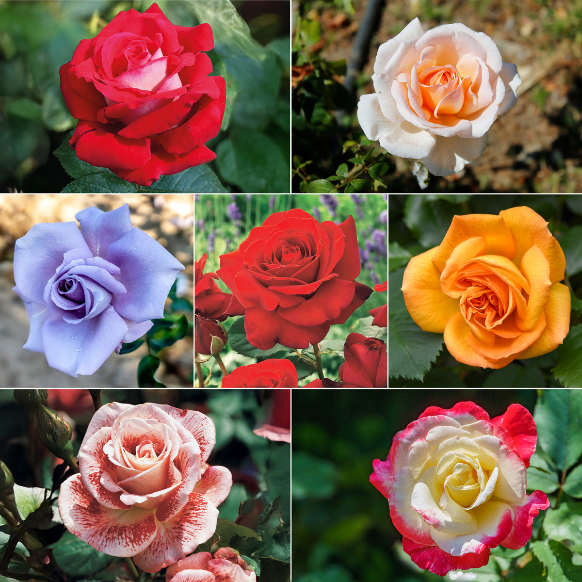 Strauchrosen Mischung