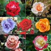 Strauchrosen Mischung