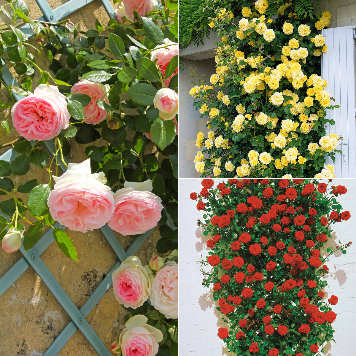 Kletterrosen Mischung (Ronsard, Golden Gate, Santana) (x3)