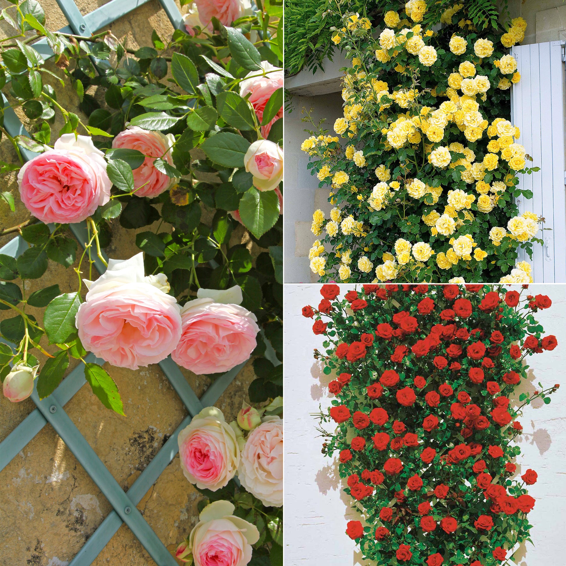 Kletterrosen Mischung (Ronsard, Golden Gate, Santana) (x3)