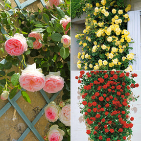 Kletterrosen Mischung (Ronsard, Golden Gate, Santana) (x3)