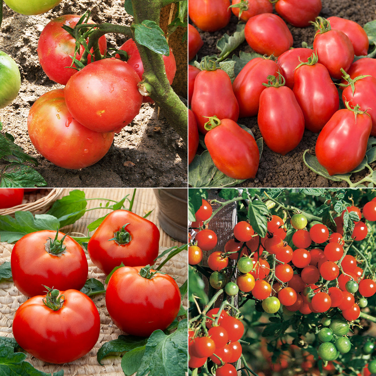 Tomaten-Kollektion (x4)