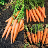 Karotten-Kollektion 'Nantaise', 'Carentan', 'Colmar'