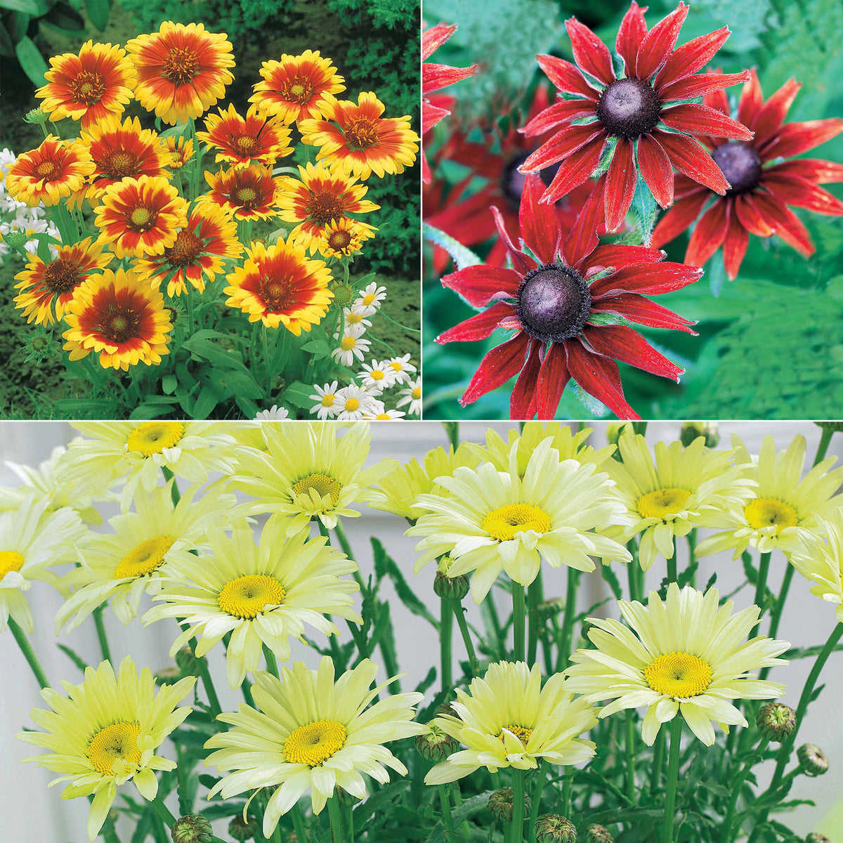 Sonnenhut, Kokardenblume, Margerite (x6) - Rudbeckia, gaillardia, leucanthemum - Sträucher und Stauden