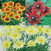 Sonnenhut, Kokardenblume, Margerite (x6) - Rudbeckia, gaillardia, leucanthemum - Sträucher und Stauden