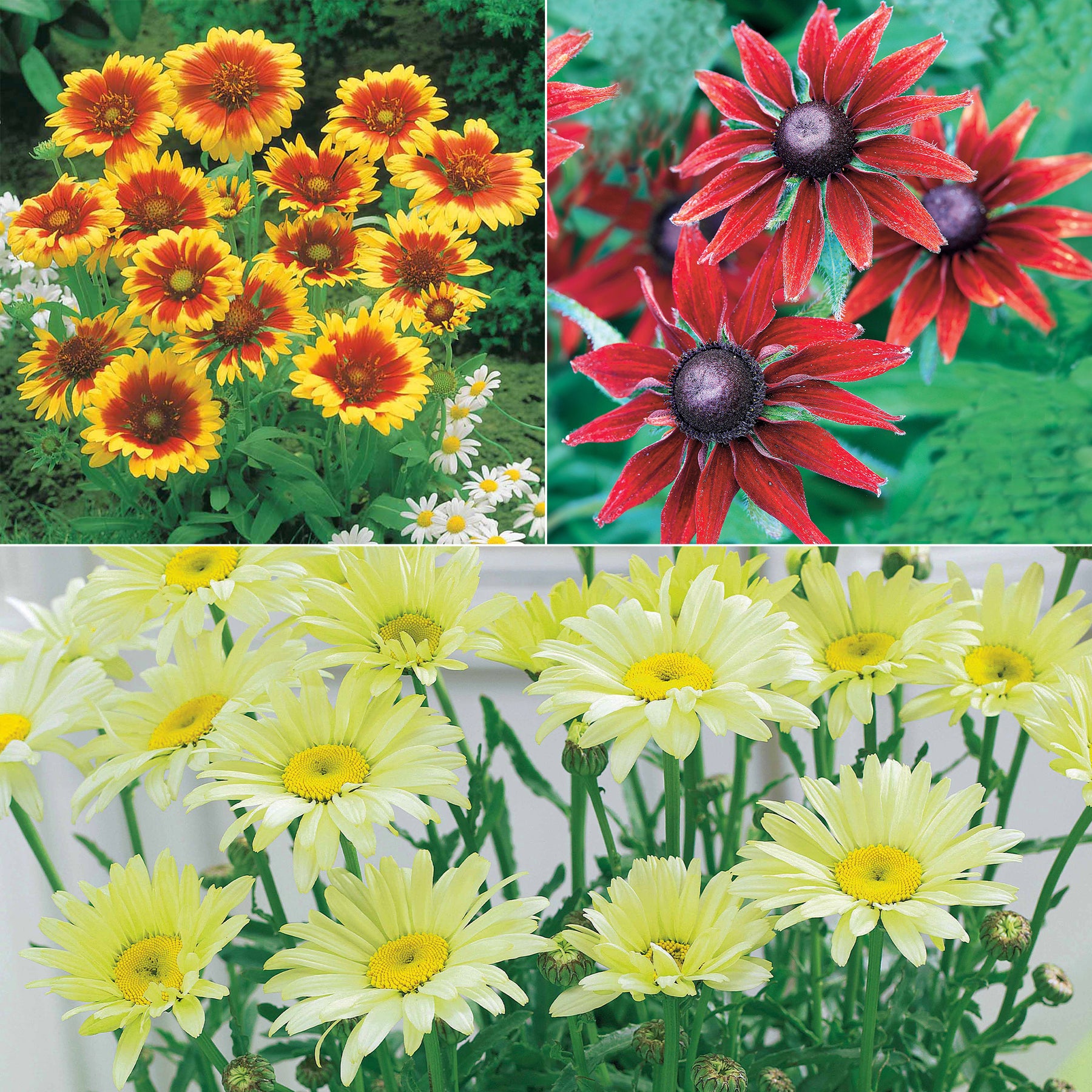 Sonnenhut, Kokardenblume, Margerite (x6) - Rudbeckia, gaillardia, leucanthemum - Sträucher und Stauden