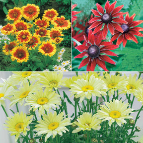 Sonnenhut, Kokardenblume, Margerite (x6) - Rudbeckia, gaillardia, leucanthemum - Sträucher und Stauden