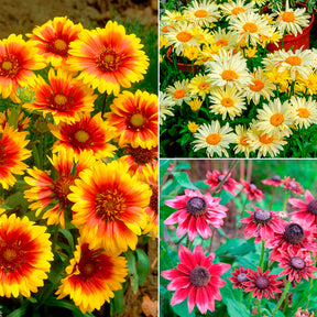Bunte Margeriten-Kollektion (x6)