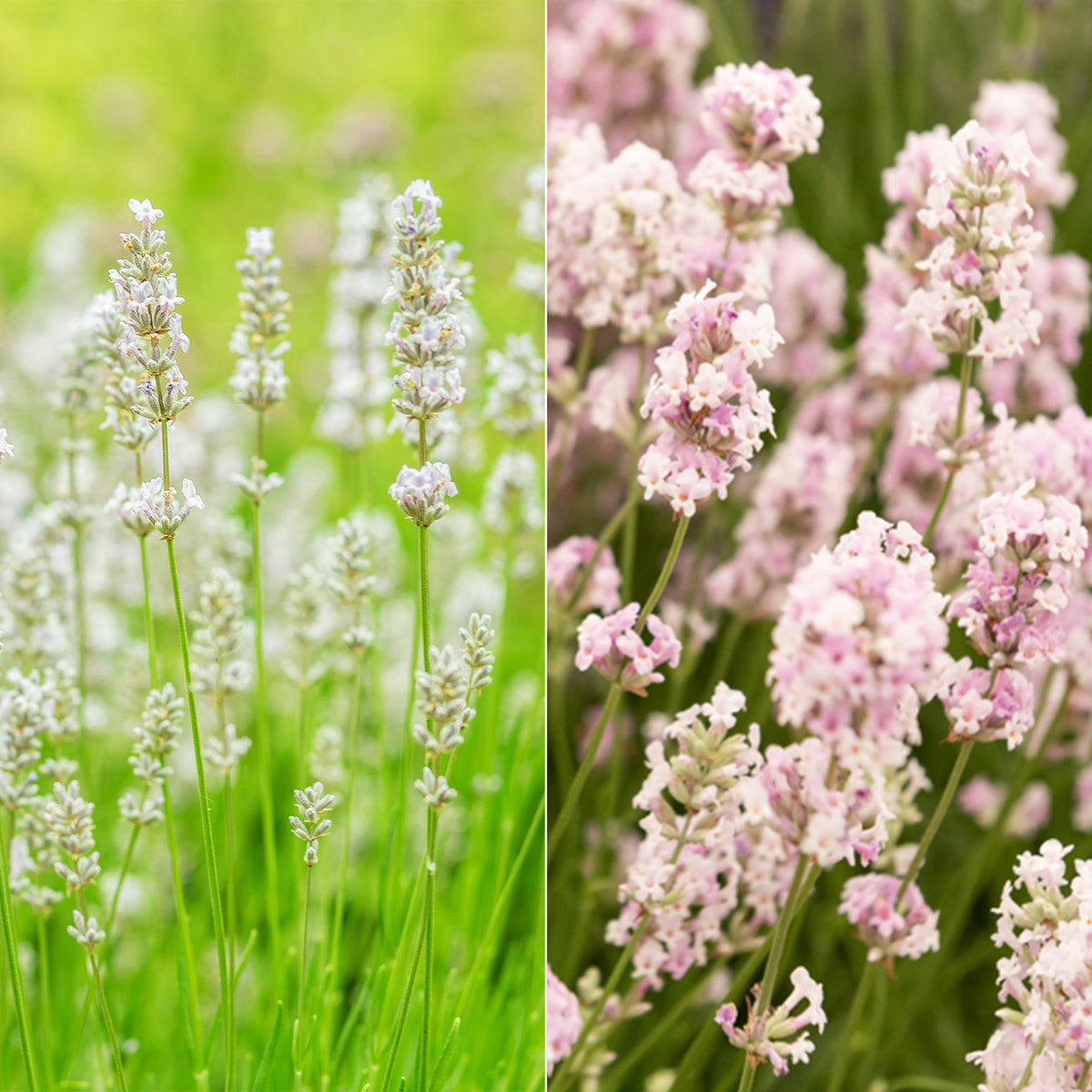 Lavendel-Kollektion weiß & rosa (x4)