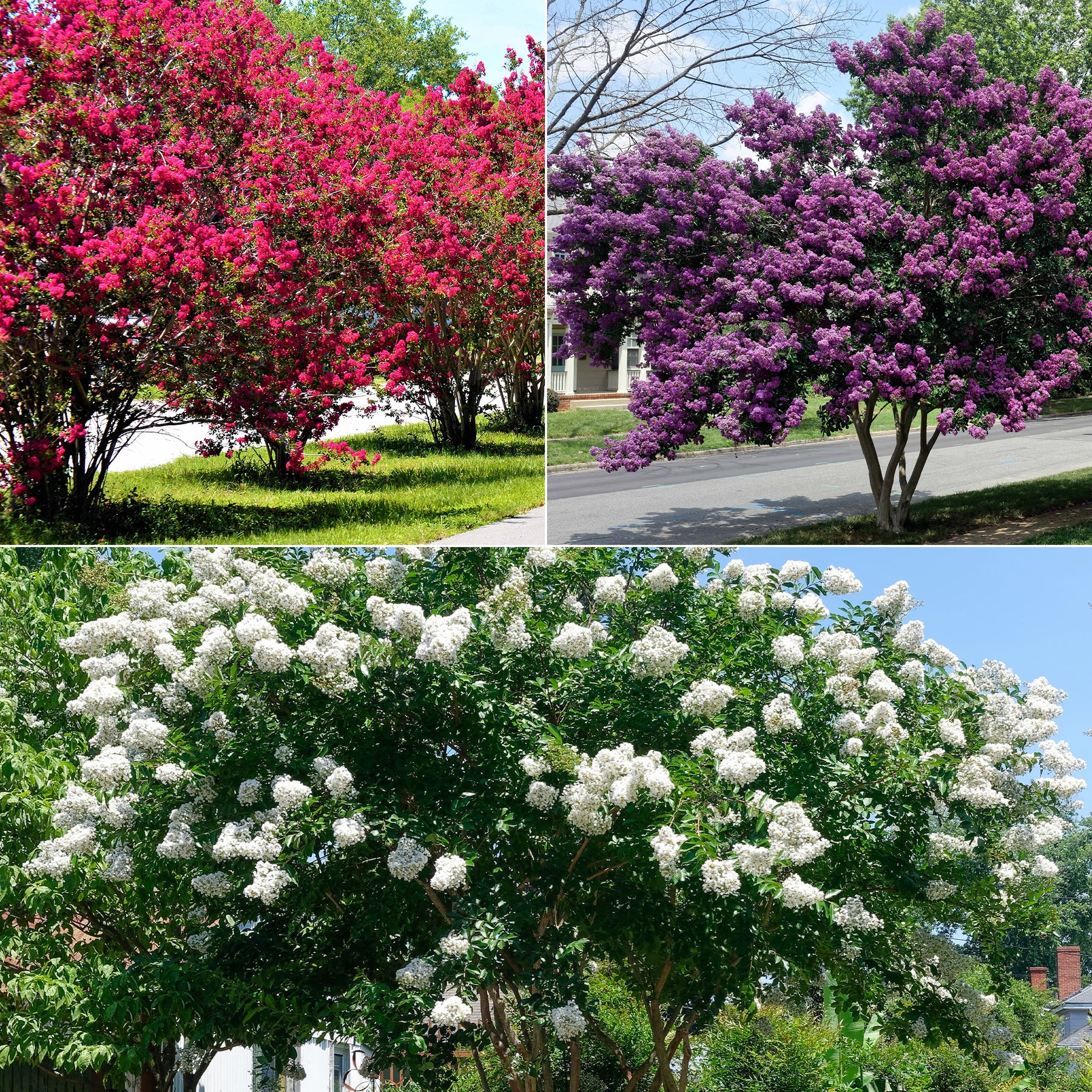 Kreppmyrten Kollektion Rot/Violett/Weiß (x3)