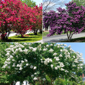 Kreppmyrten Kollektion Rot/Violett/Weiß (x3)