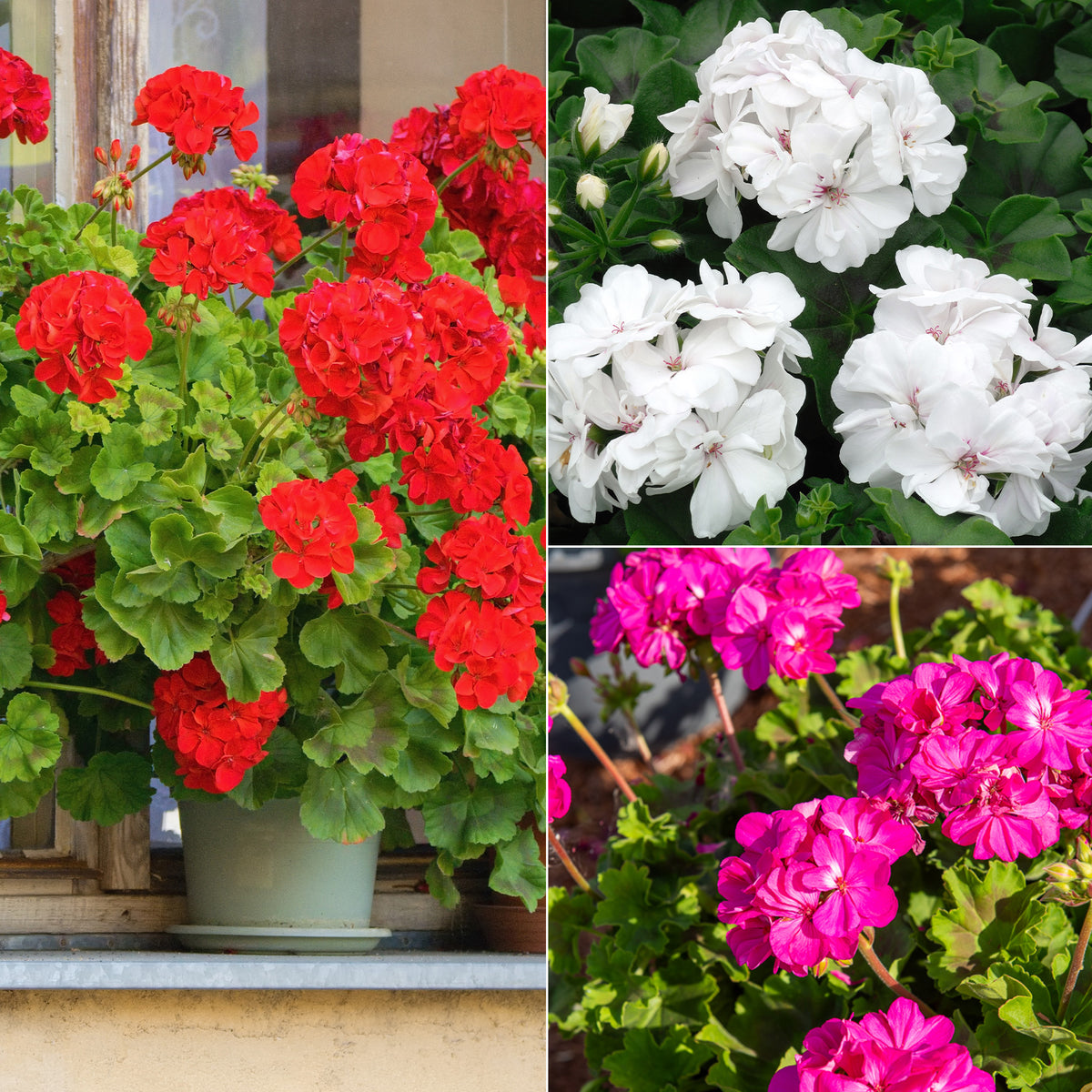 Beetgeranien (rot, weiß, Dark Lilac) (x6)