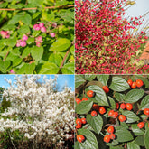 Vogelhecken-Kollektion - Willemse