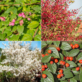 Vogelhecken-Kollektion - Willemse