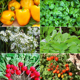 Saatgut-Kollektion für Hochbeet