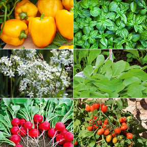 Saatgut-Kollektion für Hochbeet