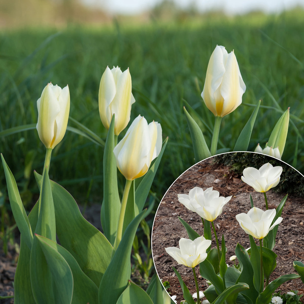 Fosteriana-Tulpen Purissima