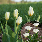 Fosteriana-Tulpen Purissima