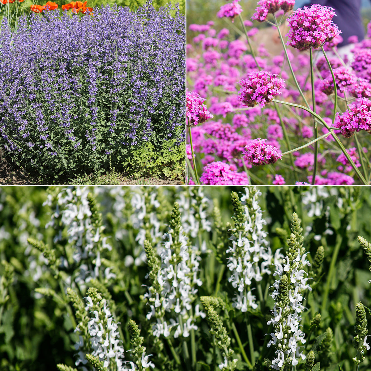 Blumenbeet  Lila & Weiß - Willemse