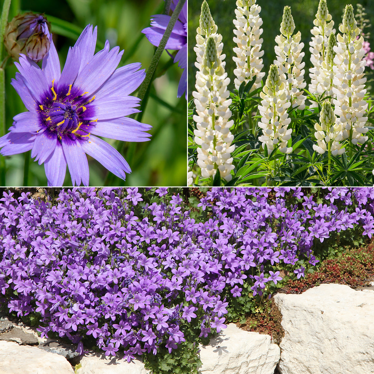 Blaue und weiße Stauden - Willemse