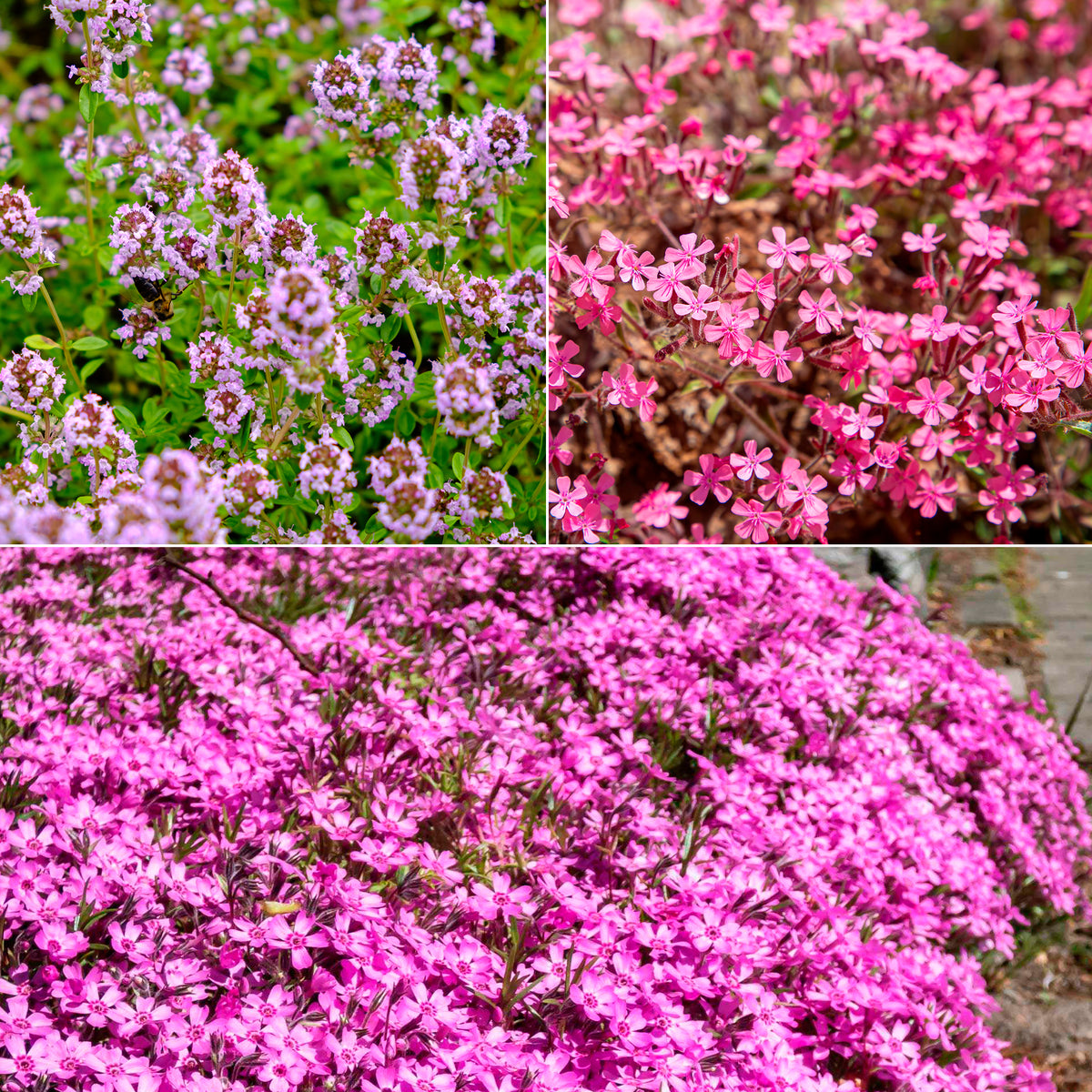 Blumiger Teppich in Rosa - Willemse